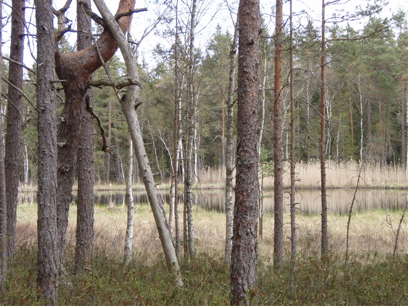 Stånggångsleden. Mossjön.jpg