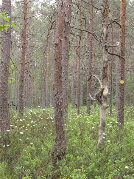 stånggångsleden 3.jpg